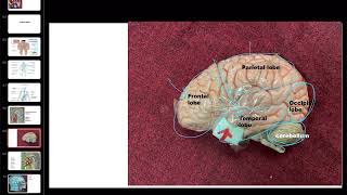 Anatomy practical revision part 2 [upl. by Lynette315]