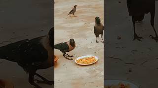 birds eating other animals 🙀 trending relaxingbirdsounds birdslover shorts viralreels [upl. by Kisung]