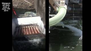 Wanapum Dam Fish Ladder Modifications [upl. by Lytle]