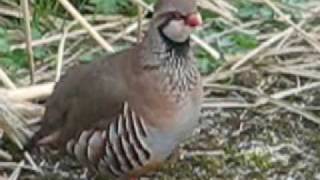 Redlegged Partridge [upl. by Aimit]