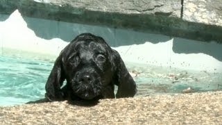 8 Week Old Portuguese Water Dog Puppy Swims for The First Time [upl. by Adorne]