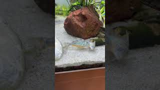 Corydoras are always breeding… aquarium viral subscribe [upl. by Thorny]