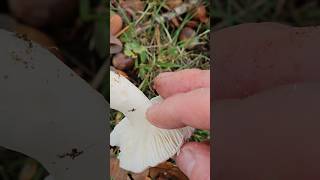 Nicoreti rascovi vinecioare mushrooms russula redmushroom [upl. by Sheelagh124]