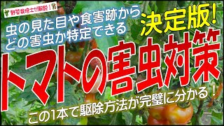 トマトの害虫対策（症状から害虫名を特定できる）害虫の防除と対策を完全解説！ミニトマトから大玉トマトまで [upl. by Stanford]