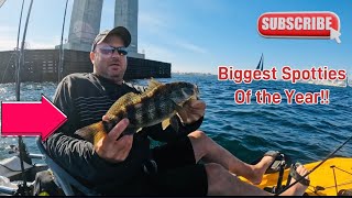 San Diego Bay Fishing Biggest Spotted Bay Bass of the Year [upl. by Rep141]