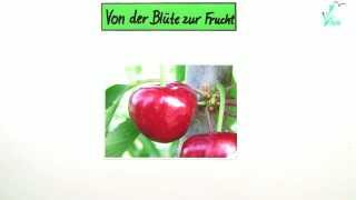 Von der Blüte zur Frucht  am Beispiel Kirsche  Biologie  Botanik [upl. by Aseral992]