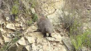 Egyptian Mongoose Meloncillo Herpestes ichneumon [upl. by Linson]