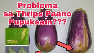 Paano Pupuksain ang Thrips sa Talong [upl. by Nyleahs334]