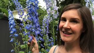 Blue delphiniums in the garden [upl. by Yanaton]