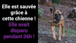 Ce chien Malinois fait des miracles il la retrouvé [upl. by Merat]