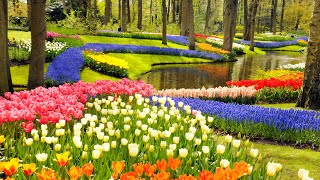 Keukenhof Gardens and Tulip Fields Tour from Amsterdam [upl. by Dorelia958]