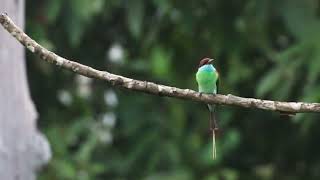 藍喉蜂虎  Bluethroated Beeeater [upl. by Reivaxe]