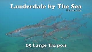 LauderdalebytheSea Many Tarpon [upl. by Iron320]