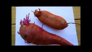 Are Sprouted Sweet Potatoes Poisonous [upl. by Sualk561]