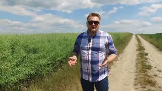 Nawożenie rzepaku jesienią  jaki nawóz pod rzepak na jesień wybrać  Timac Agro [upl. by Iraj]