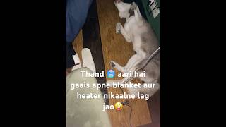 Husky hun to kya muje heater ke aage sona pasand hai🤣 husky huskydog siberianhusky [upl. by Aicek]