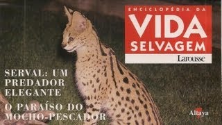 Vida Selvagem 32  Serval Um Predador Elegante [upl. by Atnahsal476]