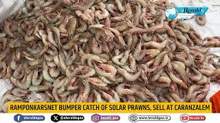 Ramponkarsnet Bumper Catch of Solar Prawns sell at Caranzalem [upl. by Bogey821]