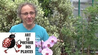 Chaine tv de JardinageComment entretenir une orchidée et faire refleurir une orchidée Phalaenopsis [upl. by Eelymmij935]