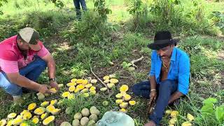 CHARLLES E TIRINGA PEGANDO PEQUI NA FAZENDA EM SÃO MIGUEL DO ARAGUAIA GOIÁS  COMÉDIA SELVAGEM [upl. by Fink]