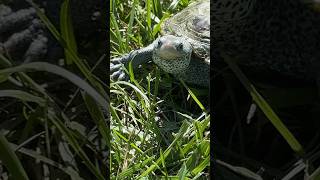 Majestic Diamondback TERRAPIN thriving in the grass [upl. by Ardussi]