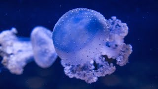 Ask the Aquarium — quotWhat do you feed the Jellyfishquot [upl. by Tutto]