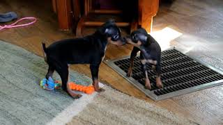 Miniature Pinscher Puppies For Sale [upl. by Ruthven]