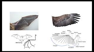 Evolution and phylogeny OCR A ALevel Biology Revision Module 422 Classification and Evolution [upl. by Cut]