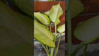 Beautiful aquatic plant trending plants houseplants garden viralvideo nature aquatic [upl. by Anbul]