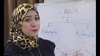 RNA Nucleic Acid Structure amp FunctionAlevel Do you know the differences between mRNA tRNA amprRNA [upl. by Jeffers191]