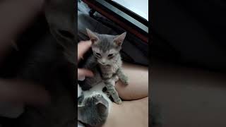 Lolli amp Noniback at it again kitten cat kitty love pets cute funny catlover [upl. by Kaleb]