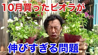 伸びたビオラを切ったらまずここに挿すべき 【園芸超人カーメン君】 [upl. by Kimberli]