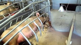 Sows farrowing Jute sack for enrichment nestbuilding instinct [upl. by Soraya832]