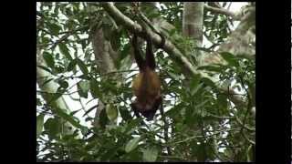 Singe Hurleur du Costa Rica [upl. by Namad948]