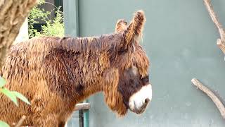 PoitouEsel Equus africanus f asinus Tiergarten Zoo Schönbrunn – Donkey – Esel Superzoom fz8283 [upl. by Dirtsa440]