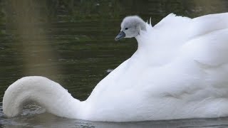 Cygnets Piggyback on Mother Swans Back [upl. by Reerg]