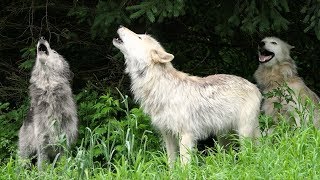 Wolf Howl Trio [upl. by Sidalg]