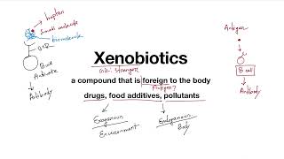 01 Xenobiotics Metabolism Introduction [upl. by Carmella]