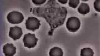 Neutrophil Chemotaxis Chasing a Bacterium [upl. by Javed131]