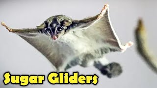 Sugar Glider as Pet  Sugar Glider Facts [upl. by Essirahs]