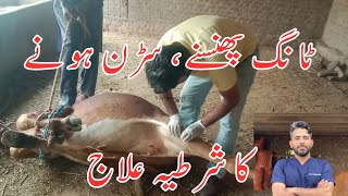 MPD in cow  Stringhalt  upward fixation of patella  سڑن، سرکن، سرنیل، سرنی  Dr Furqan Basheer [upl. by Niwre]