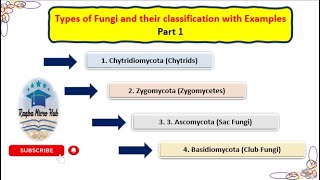 Classification of Fungi  Chytridiomycota  Zygomycota  Ascomycota  Basidiomycota mycologypart1 [upl. by Aneen]