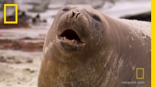 Seals in Motion  National Geographic [upl. by Aruon128]