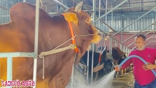 Big Cow  Cow Videos  Sadeeq Agro New 2023  Cattle Farm In Bangladesh  Biggest cow in Bangladesh [upl. by Heidy]