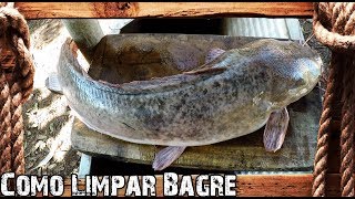 Como Limpar Peixe  Bagre [upl. by Enaed]