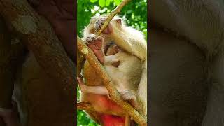 Ep32 Cute Monkey Goes Bananas in Adorable Viral Video [upl. by Igenia]