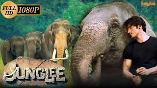 Junglee Full HD Movie in Hindi  Vidyut Jammwal  Pooja Sawant  Asha Bhat  Story Explanation [upl. by Wilen117]