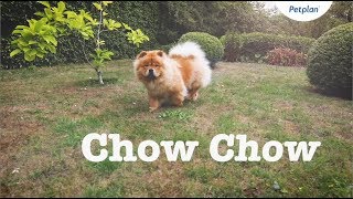 Chow Chow Puppies amp Dogs  Breed Facts amp Information  Petplan [upl. by Illac607]