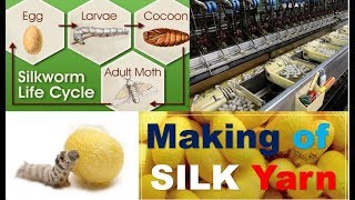 Silk Yarn Manufacturing Process  How to Make Silk Yarn [upl. by Anwahsat]