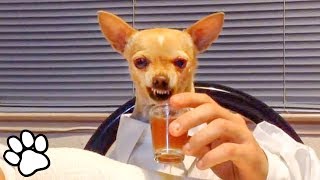 100 Funny Chihuahua Videos  Try Not To Laugh Challenge  That Pet Life [upl. by Nosbig]